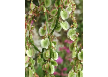 Wiesen-Sauerampfer (Rumex acetosa) - © Bernard Wieser