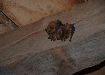 Wimperfledermaus (Myotis emarginatus) - © Bernard Wieser