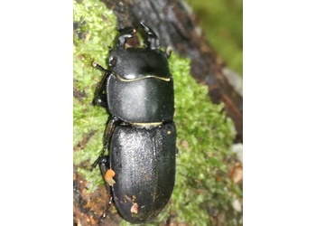 Balkenschröter (Dorcus parallelipipedus) - © Bernard Wieser