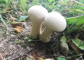 Beutel-Stäubling (Lycoperdon excipuliforme) - © Bernard Wieser