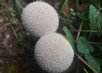 Beutel-Stäubling (Lycoperdon excipuliforme) - © Bernard Wieser