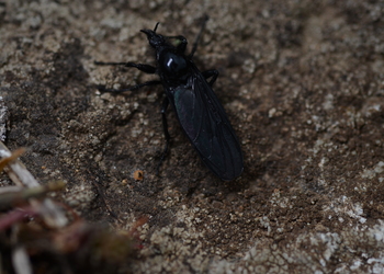 Märzfliege (Bibio marci) - © Bernard Wieser