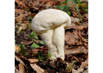 Beutel-Stäubling (Lycoperdon excipuliforme) - © Michaela und Gernot Friebes