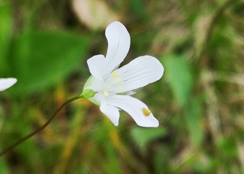 Weißmiere (Moenchia mantica) - © Bernard Wieser