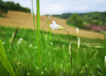 Weißmiere (Moenchia mantica) - © Bernard Wieser