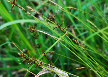 Davall-Segge (Carex davalliana) - © Bernard Wieser