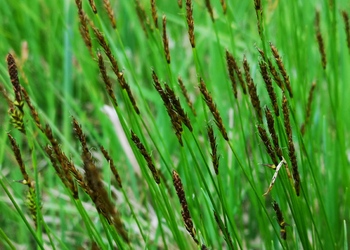 Davall-Segge (Carex davalliana) - © Bernard Wieser