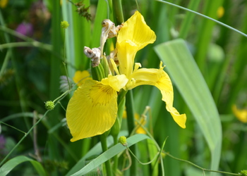 Wasser-Schwertlilie (Iris pseudacorus) - © Bernard Wieser