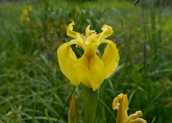 Wasser-Schwertlilie (Iris pseudacorus) - © Patrick s