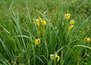 Wasser-Schwertlilie (Iris pseudacorus) - © Patrick Schwager