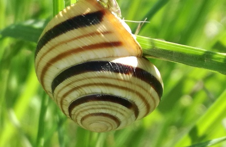 Gerippte Bänderschnecke (Cepaea vindobonensis) - © Bernard Wieser