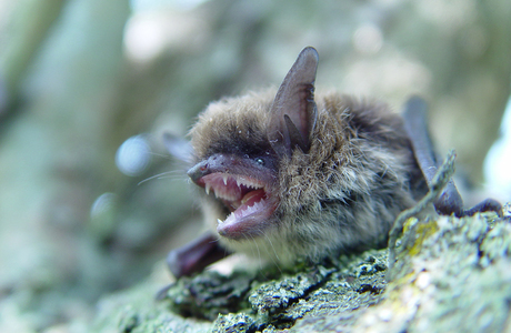 Bartfledermaus (Myotis mystacinus) - © Primož Presetnik