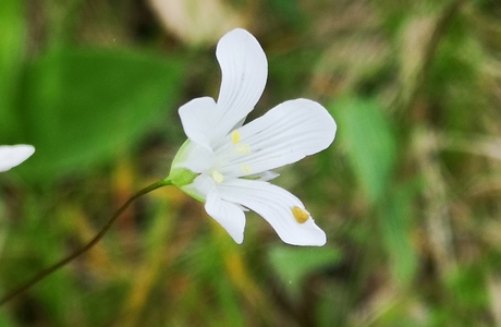 Weißmiere (Moenchia mantica) - © Bernard Wieser