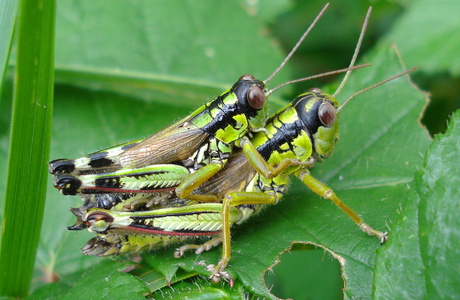 Hügel-Gebirgsschrecke (Miramella cf. alpina collina) - © Anton Koschuh