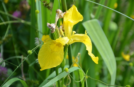 Wasser-Schwertlilie (Iris pseudacorus) - © Bernard Wieser