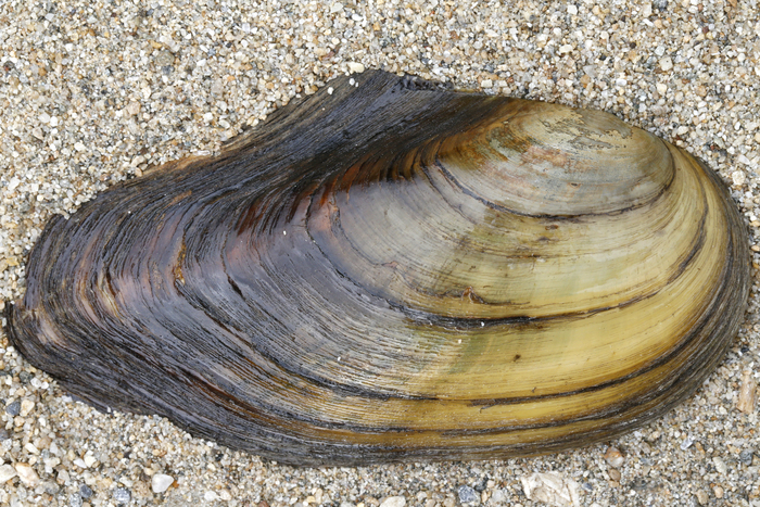 Gemeine Teichmuschel (Muscheln)  Anadonta anatina  Naturführer online