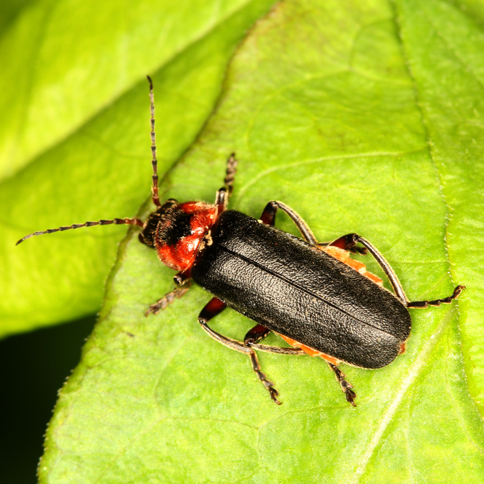 Schwarz Rote Kafer Kleine Rote Kafer Im Garten 2020 01 11