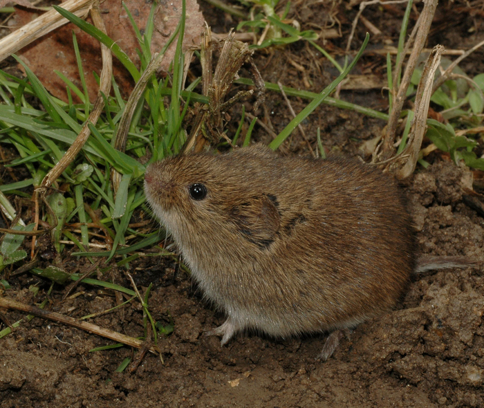 Feldmaus Saugetiere Microtus Arvalis Naturfuhrer Online