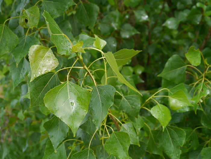 Schwarzpappel (Gefäßpflanzen) Populus nigra