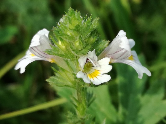 Gewöhnlicher Augentrost (Gefäßpflanzen) Euphrasia rostkoviana