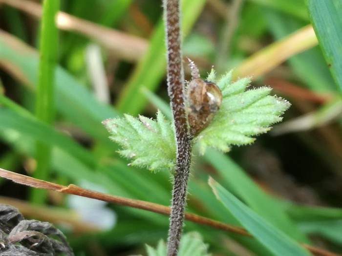 Gewöhnlicher Augentrost (Gefäßpflanzen) Euphrasia rostkoviana